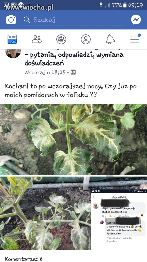 Módlmy się nad pomidorami