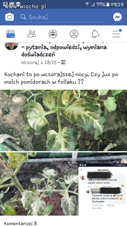 Módlmy się nad pomidorami