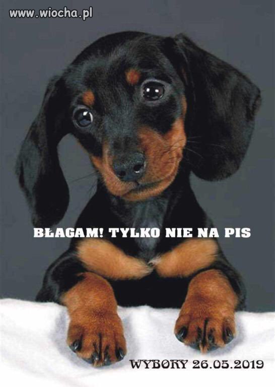 Wybory 2019