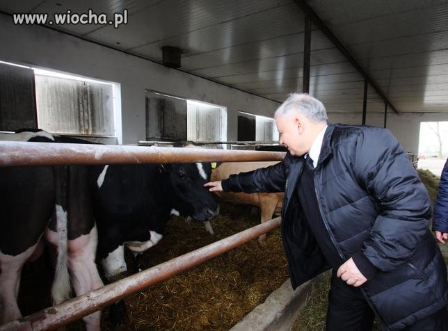 Zrobieni w balona z programem krowa+