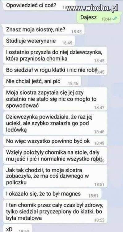 Chomik