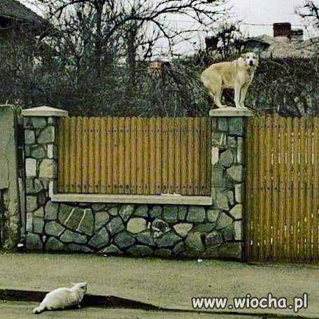 Było psa ...Miki nazywać?