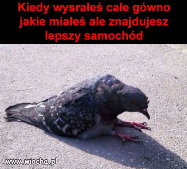 Gołąbek