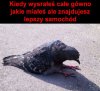Gołąbek