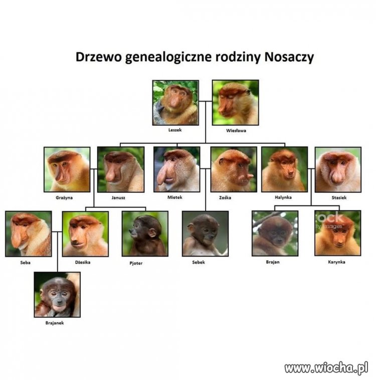 Wszyscy Polacy to jedna rodzina...he he