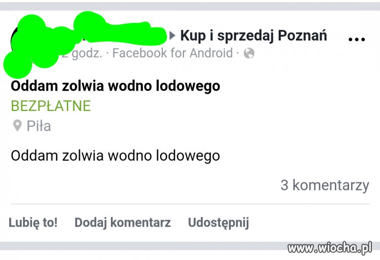 Nowy gatunek Żółwia z Antarktydy