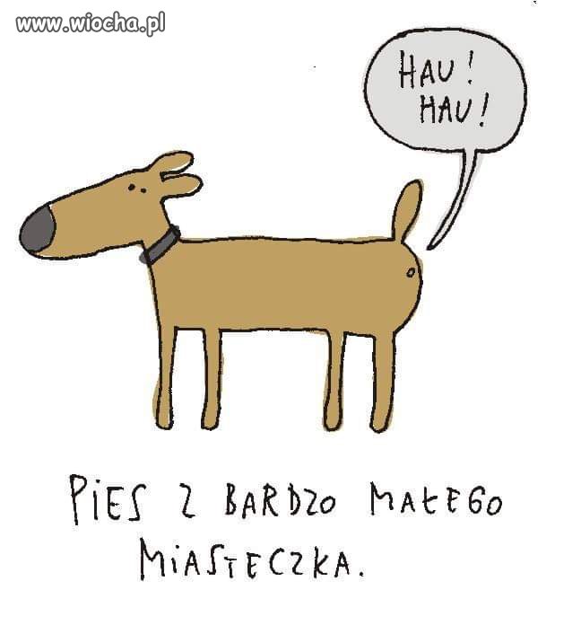Gdzie psy...