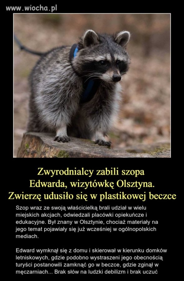 Ludzie to idioci
