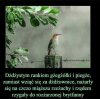 Dyktando -test na prawdziwego polaka
