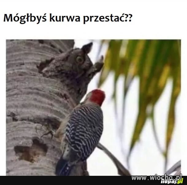 Sąsiedzi