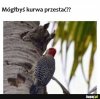 Sąsiedzi