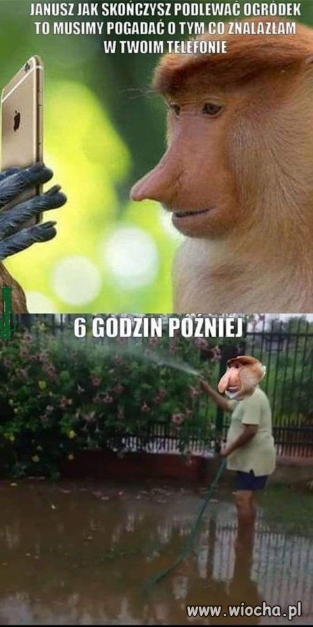 Janusz