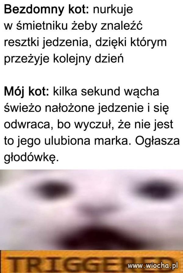 Coś w tym jest