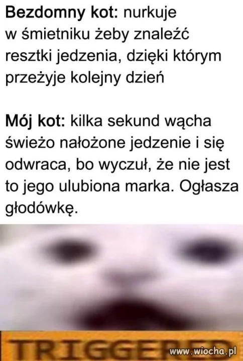 Coś w tym jest