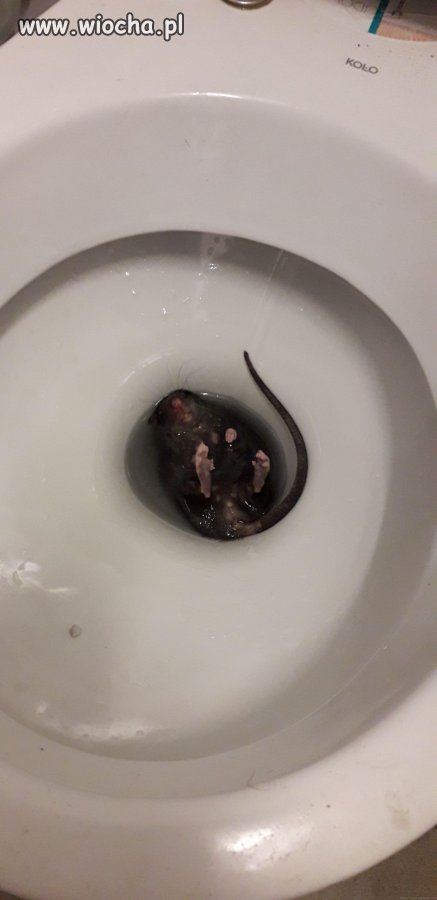 Niespodzianka