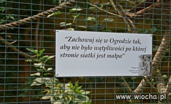Nic dodać,