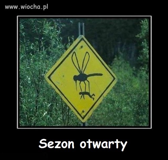 Wczoraj mi chciały koszulkę ściągnąć