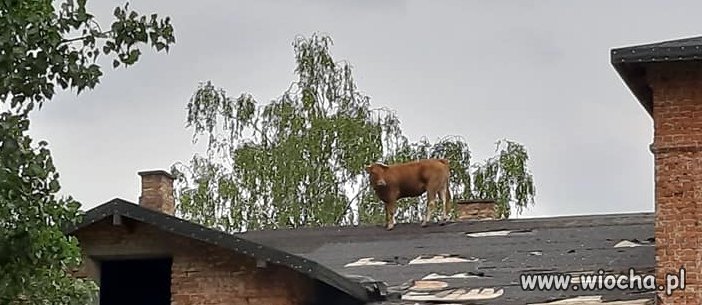 Nie masz rąk do pracy zatrudnij racice