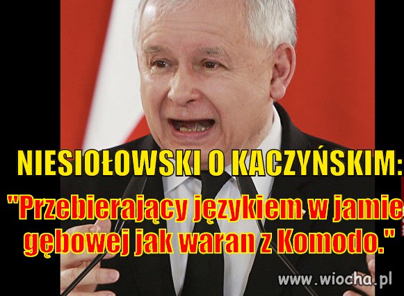 Waran z Komodo 