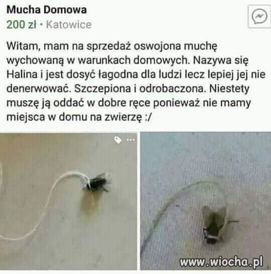 Mucha domowa