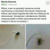 Mucha domowa