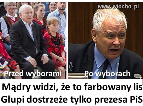 Farbowany lis...
