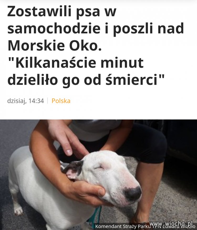 Zostawili psa w aucie na 6 godzin przy 31stopniach