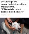 Zostawili psa w aucie na 6 godzin przy 31stopniach