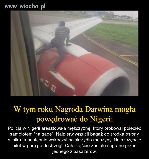 Małpa na gigancie