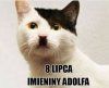 Może Adolfik  czeka w schronisku w Twoim mieście?