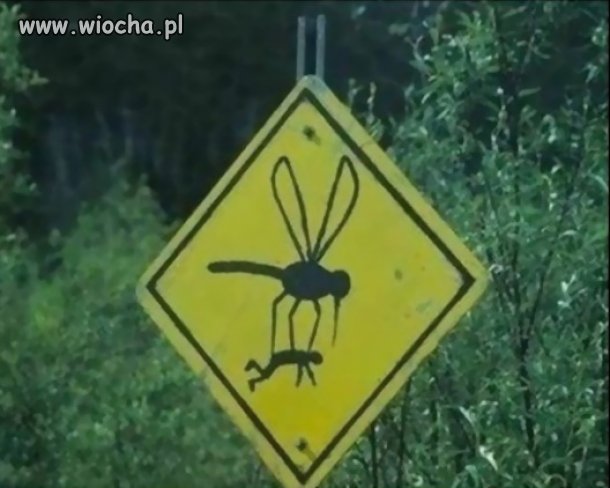Tymczasem w lesie obok Czarnobyla