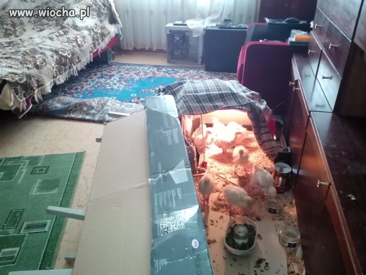 Gdy za kurę zaczną dawać jakiś +
