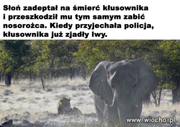 Z życia kłusownika