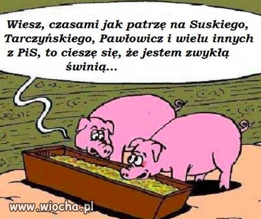 Zwykłe świnie