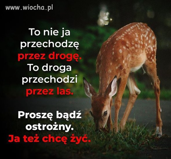 Przekaz dnia