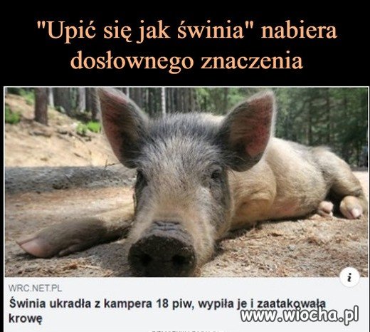 Upić się jak świnia