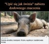 Upić się jak świnia
