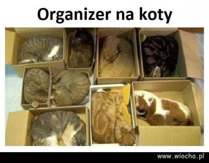Organizer...