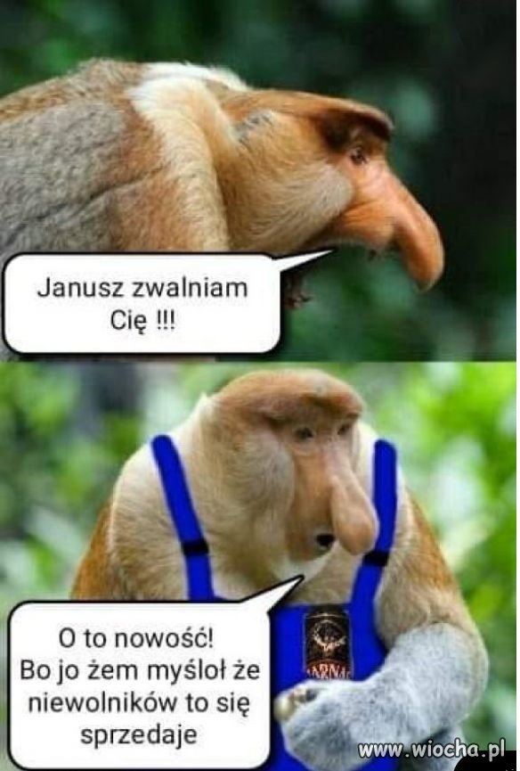 Janusz mistrz