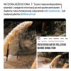 Prawdomówny jak pisowiec