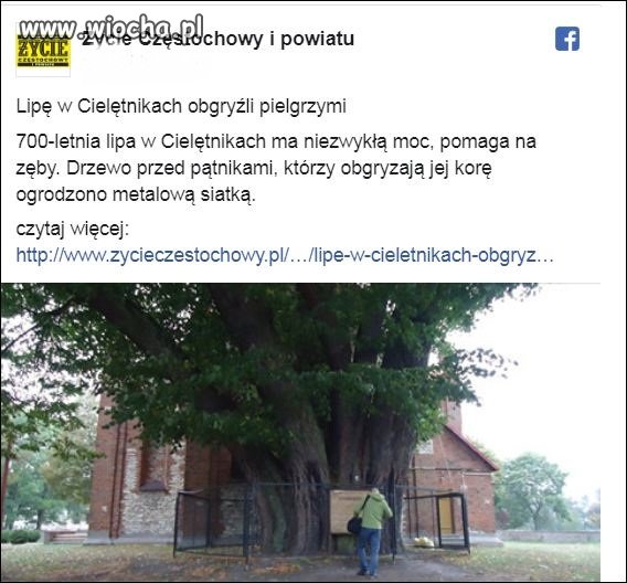 Bobry na dwóch nogach