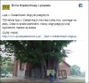 Bobry na dwóch nogach