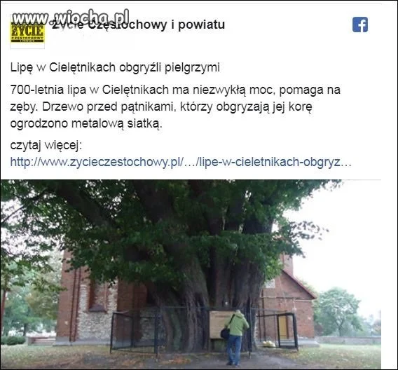 Bobry na dwóch nogach