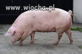 Złapali mnie na kradzieży