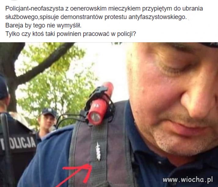 Bareja wiecznie żywy