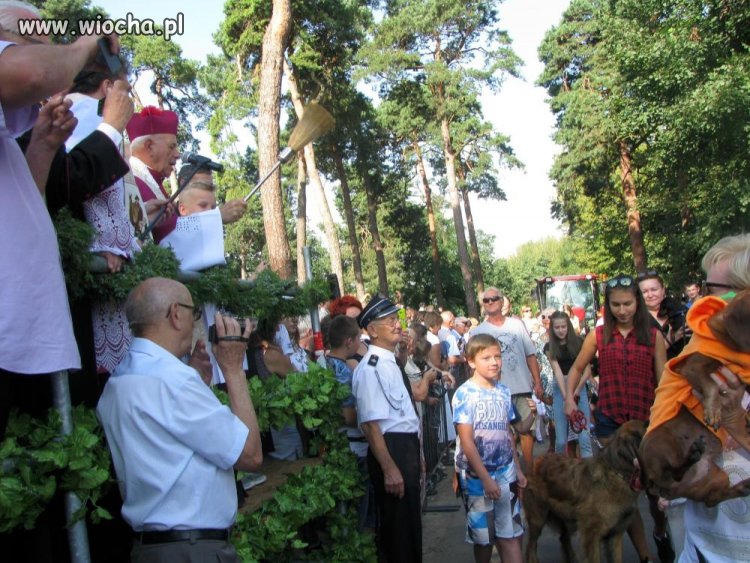Błogosławieństwo zwierząt w Mikstacie