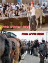 Pisbolszewia w akcji...