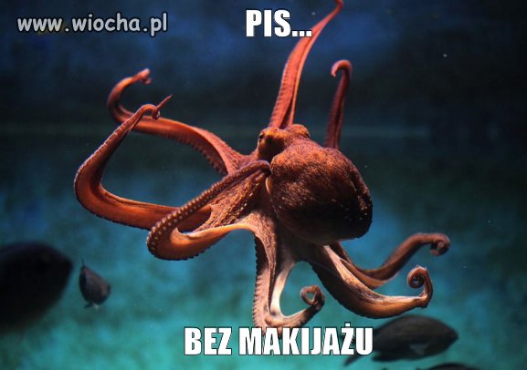 Pisośmiornica