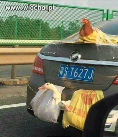 Transport drobiu wersja azjatycka.