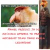 Janusze do kościoła  